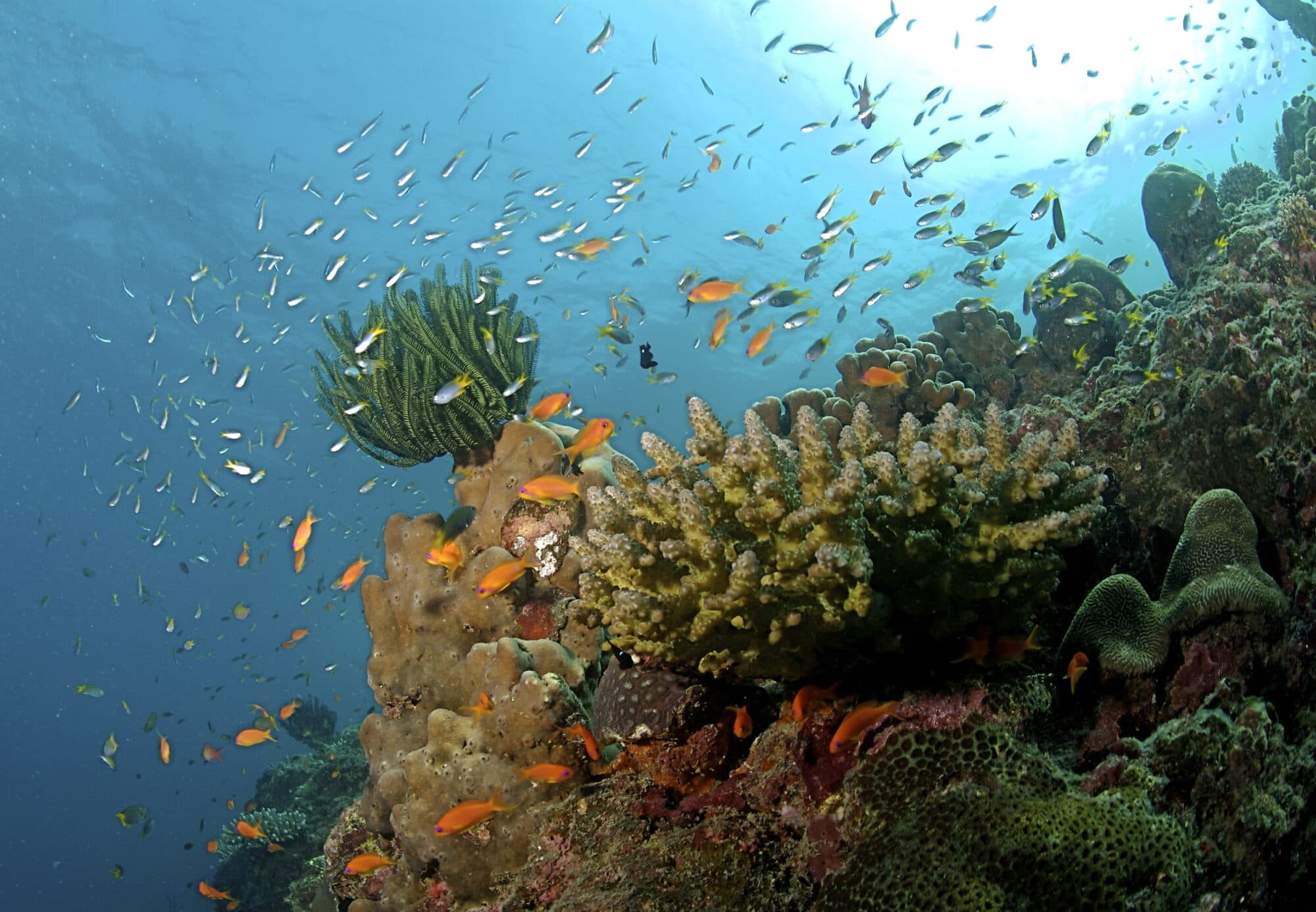 Coral reef in the Andaman Islands